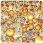 Псилоцибиновые (галлюциногенные) грибы в Курске Psilocybin "Golden Teacher" Псилоцибиновые (галлюциногенные) грибы в Курске Psilocybin "Golden Teacher"