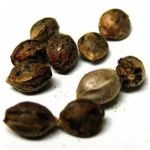 Семена марихуаны АК-47 (Seeds AK-47) в Курске Семена марихуаны АК-47 (Seeds AK-47) в Курске